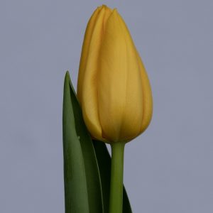 Stunning single yellow tulip Lions Glory
