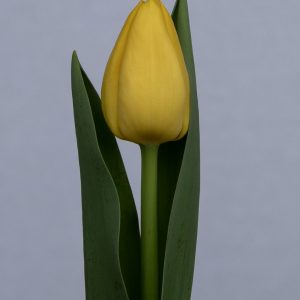 Beautiful yellow tulip Lobke