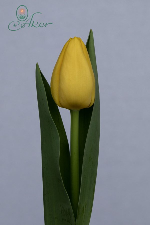 Beautiful yellow tulip Lobke