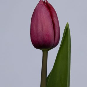 Stunning purple tulip Magento