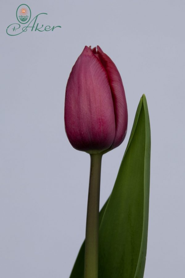 Stunning purple tulip Magento