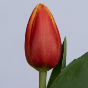 Strong big red/yellow single tulip Minsk