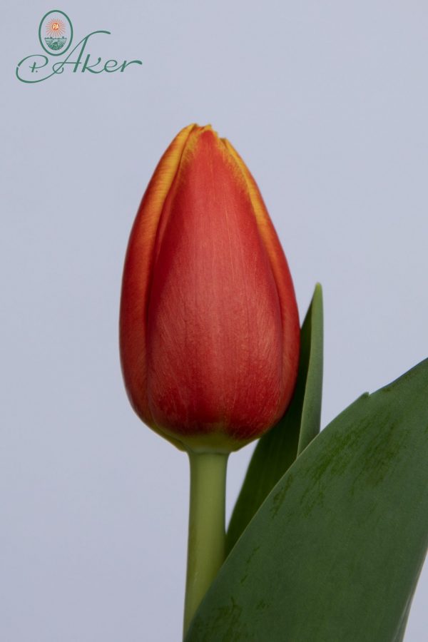 Strong big red/yellow single tulip Minsk