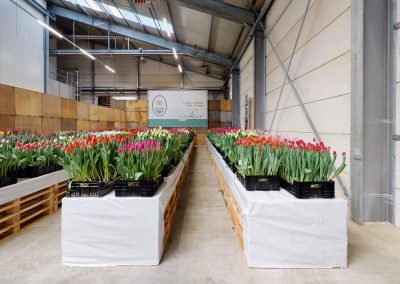 TULIP TRADE EVENT 2021