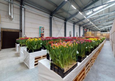 TULIP TRADE EVENT 2021