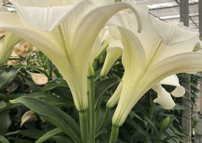 Dutch Lily Days 2021