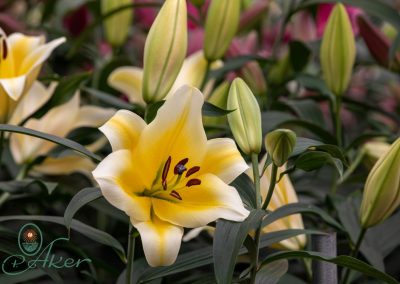 Dutch Lily Days 2021