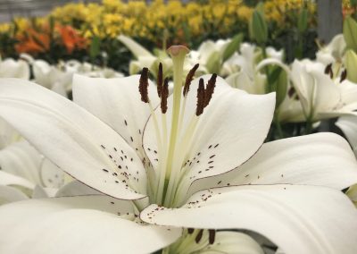 Dutch Lily Days 2021