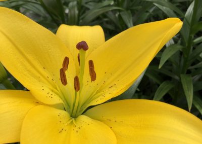 Dutch Lily Days 2021