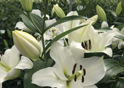 Dutch Lily Days 2021