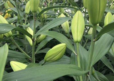 Dutch Lily Days 2021