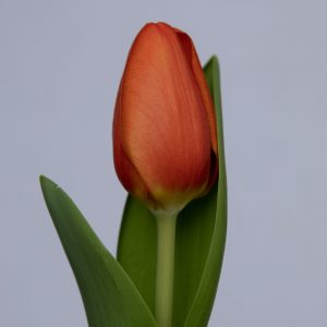 Strong single orange tulip Orange Sherpa
