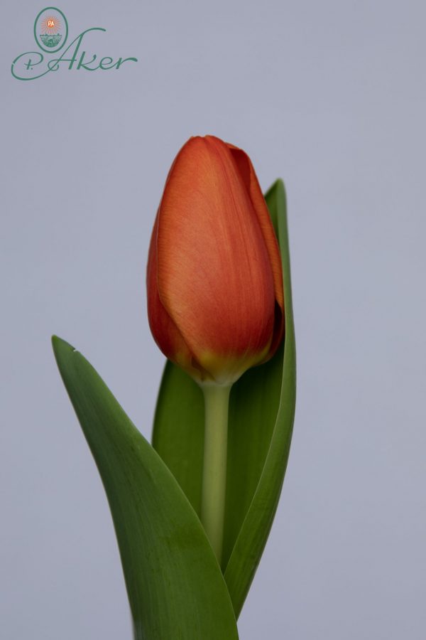 Strong single orange tulip Orange Sherpa
