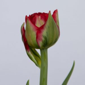 Single red double tulip Pamplona
