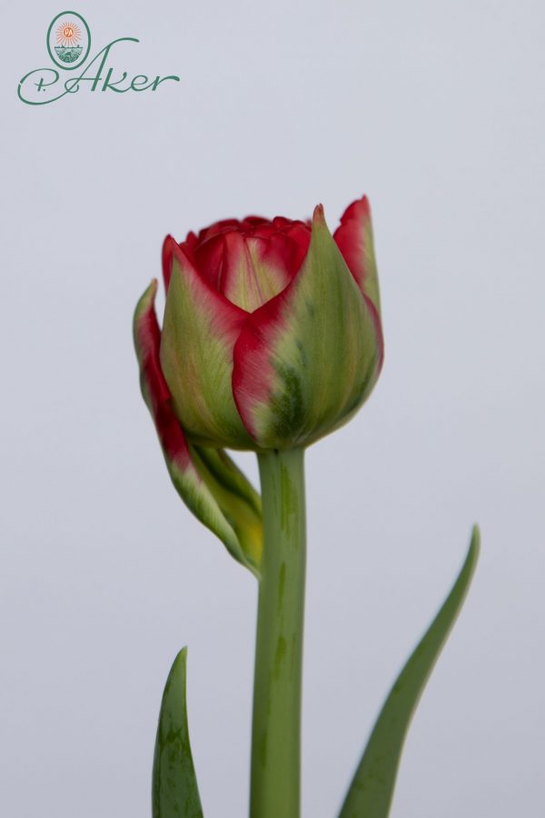 Single red double tulip Pamplona