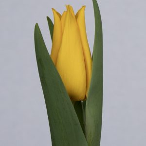 Single yellow tulip Private Dancer