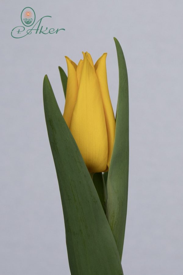 Single yellow tulip Private Dancer