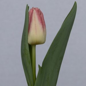 Single pink tulip Pulitzer