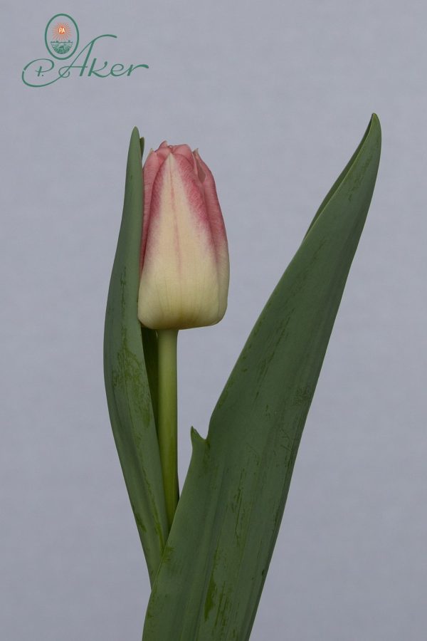 Single pink tulip Pulitzer