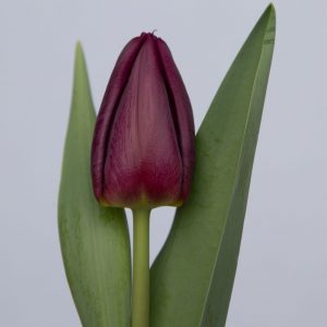 Single purple tulip Purple Eye