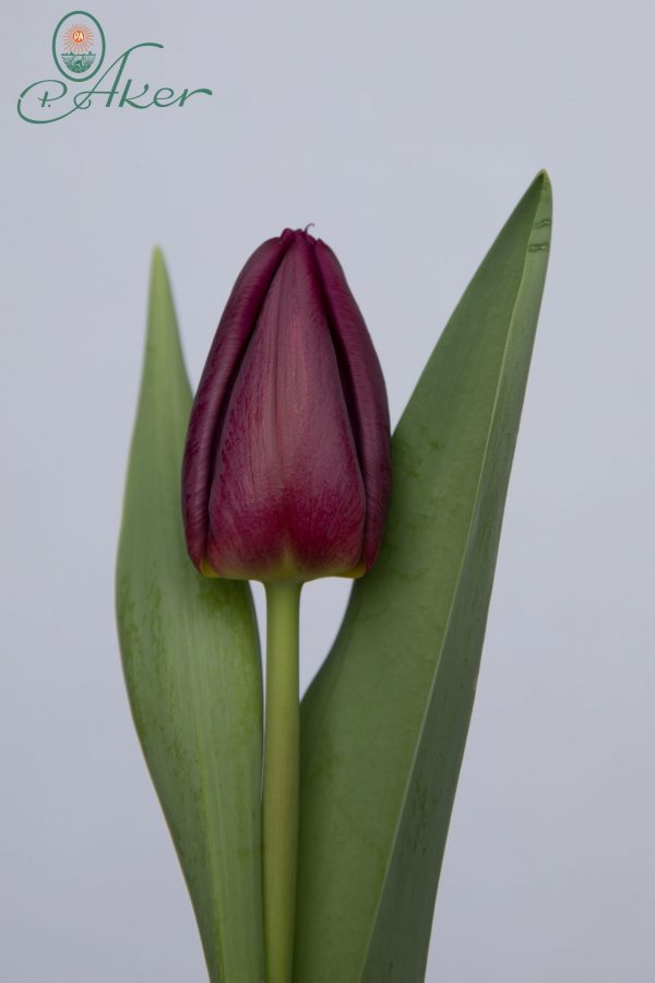 Single purple tulip Purple Eye