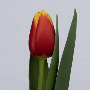 Red and Yellow single tulip Ready