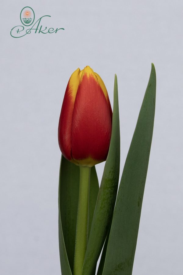 Red and Yellow single tulip Ready