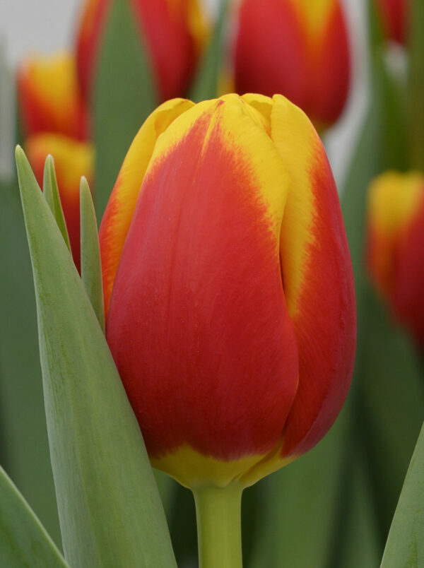 Closeup with Red/Yellow single tulip