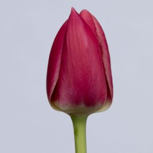 Single pink tulip Rosy Delight