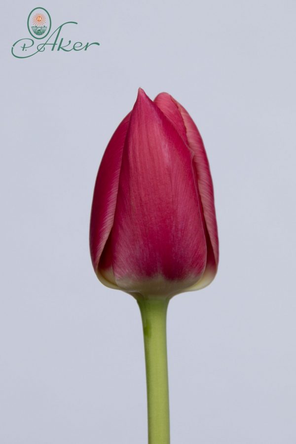 Single pink tulip Rosy Delight