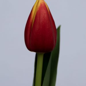 Single red/yellow tulip Russia