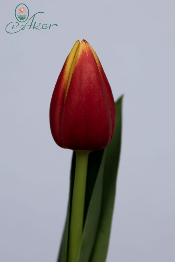 Single red/yellow tulip Russia