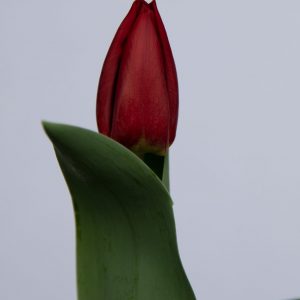 Dark red single tulip Scarlet Flight