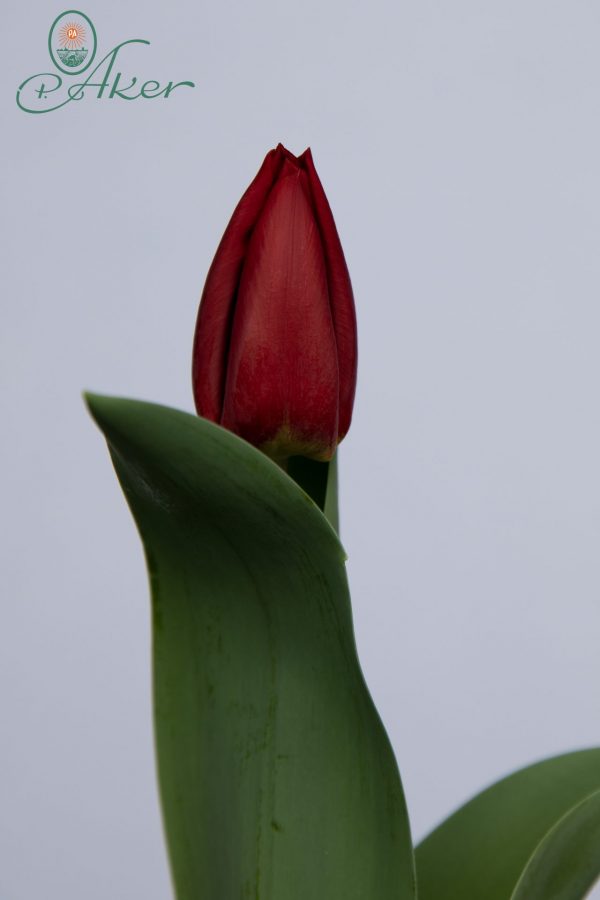 Dark red single tulip Scarlet Flight