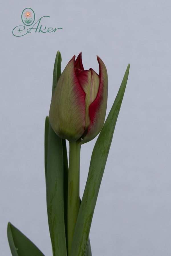 Single red tulip Scarlet Verona