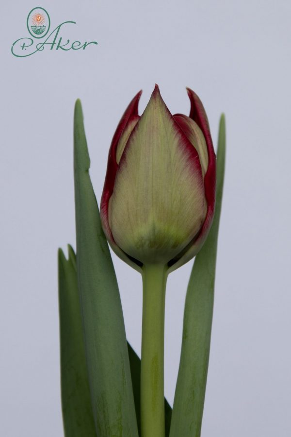 Single red tulip Scarlet Verona