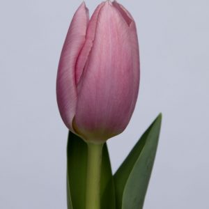 Single pink tulip Signum