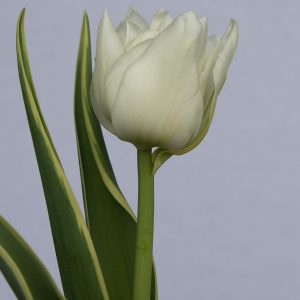 Single white tulip The Edge