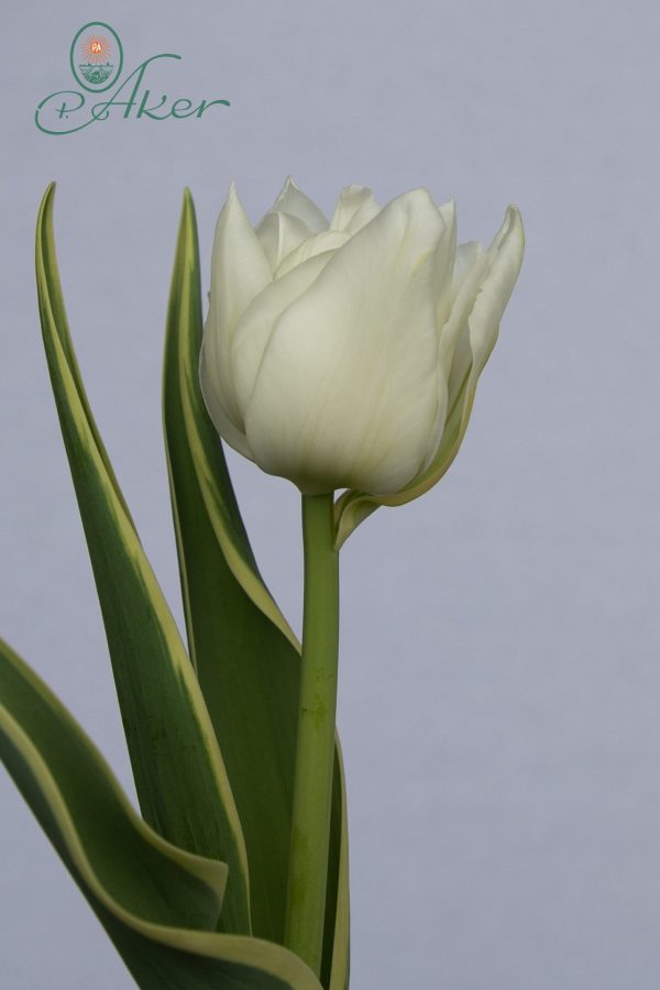 Single white tulip The Edge