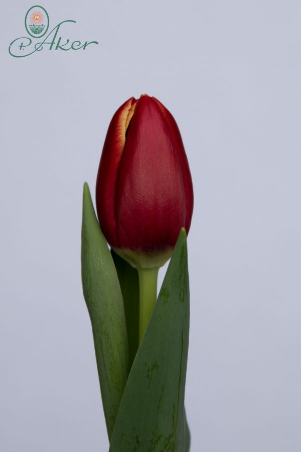 Single red tulip Tirana