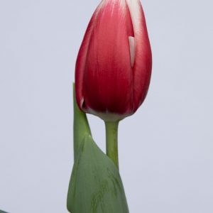 Single red tulip Universum