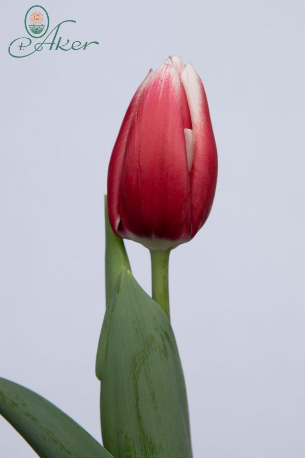 Single red tulip Universum