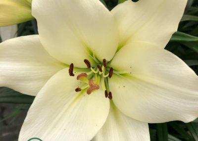 Dutch Lily Days 2021