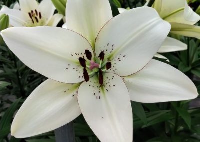 Dutch Lily Days 2021