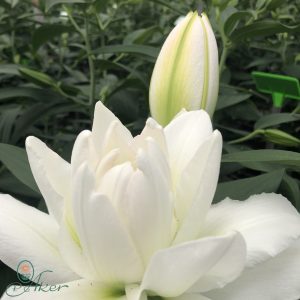 Double white lily Canova