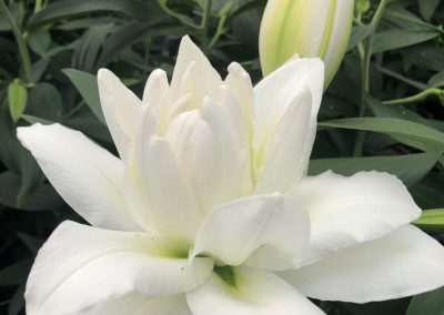 Double white lily Canova