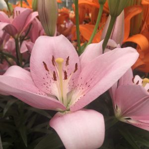 Dutch Lily Days 2021