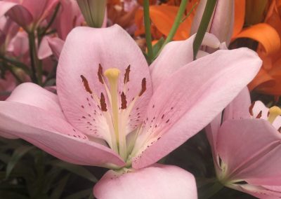 Big pink lily Delmarosa