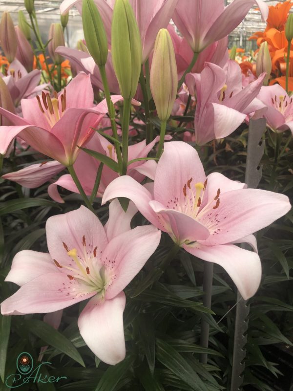 Pink lily Delmarosa