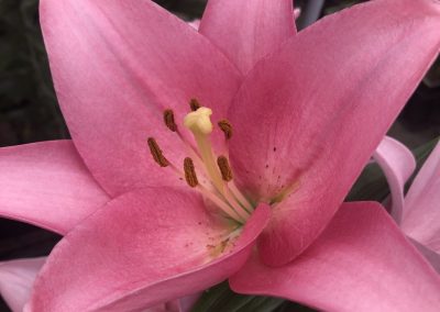 Big pink lily flower Florida